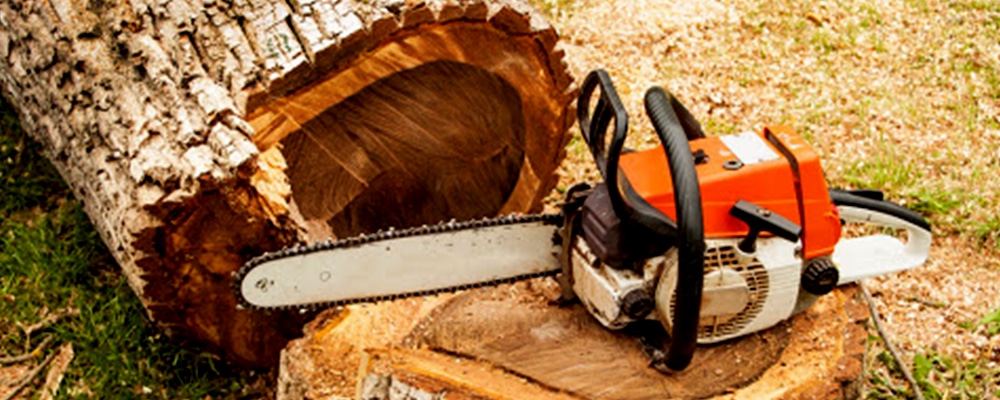 Use the best arborist for tree remmoval