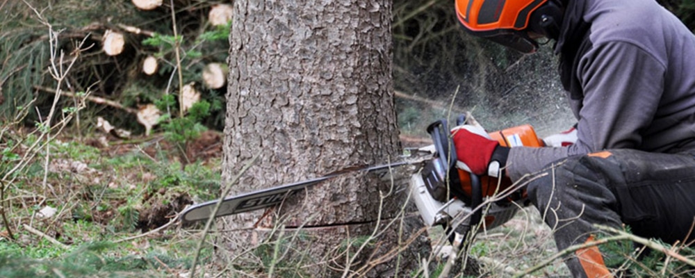 Hire a professional tree service